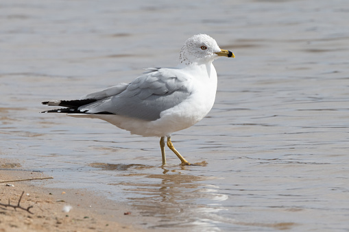Ringbill Gull is wading out into water as it has been fishing just off shore and having good success, The Ringbill is 17.5 inches in length, has wingspan of 48 inches and weighs 17.6 pounds.