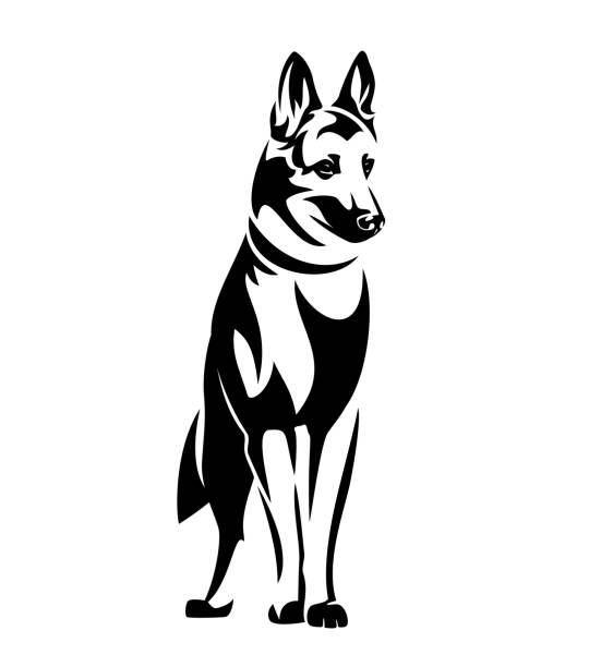 illustrations, cliparts, dessins animés et icônes de contour malinois restant de vecteur noir et blanc de crabot de berger - german shepherd police security alertness