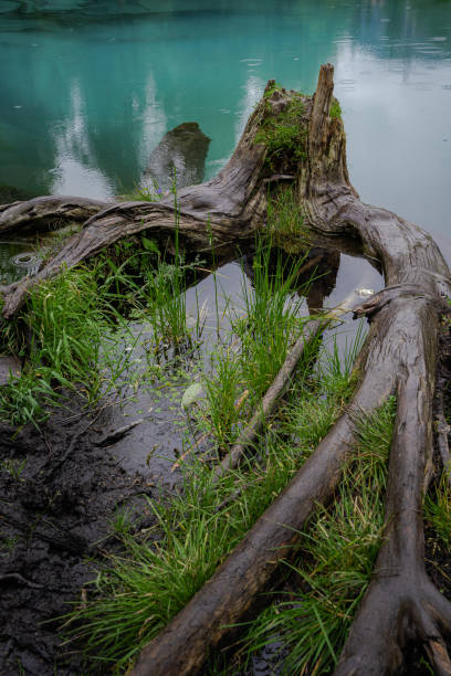 A large snaggy stump on the swampy shore of a blue clay lake. An old driftwood on a turquoise forest pond. Untouched nature, marshland, summertime, tourism, travel concept.