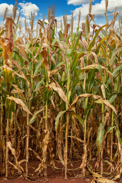 istock Corn plantation field, food for animals and humans 1306338506