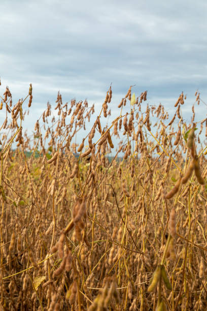 istock Soy plantation with dry grains, ready for harvest 1306338702