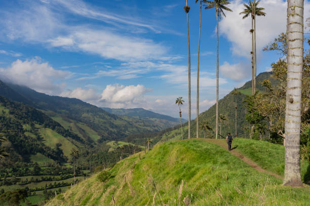 istock great Colombian landscape with a young hiker. cocora valley with copyspace. travelling alone 1306339481