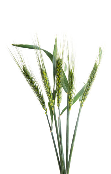 istock green ears of wheat isolated 1306339628