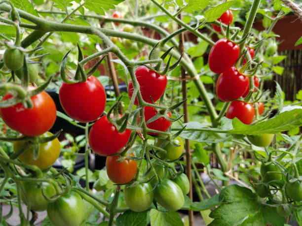 istock Fresh Ripe Organic Cherry Tomatoes in Vegetable Garden 1306341397