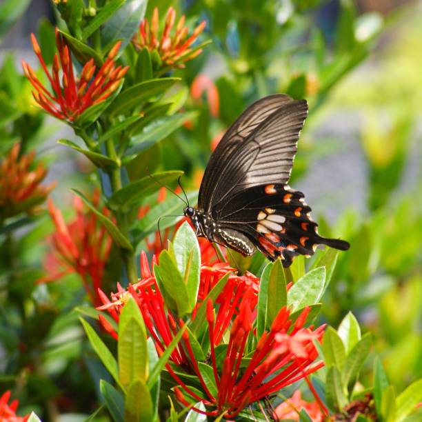 istock The Butterfly and The Flower 1306341446