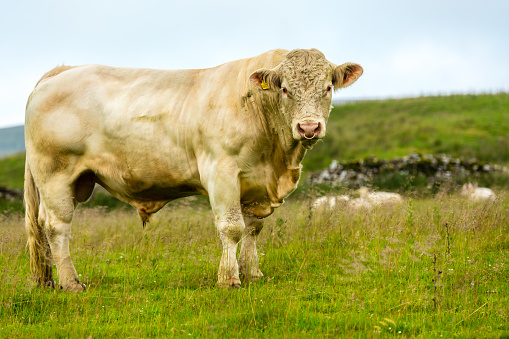 Bull, large Charolais bull stood magestically in lush summer meadow in Yorkshire Dales, England, UK.  The bull has a ring through his nose.  Landscape, horizontal.  Space for copy.