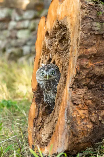 Little Owl, Scientific name: Athene Noctua, perched inside a tree stump and peeping out.  Little Owl is the species and not the size of the owl.  Natural countryside setting. Vertical, portrait