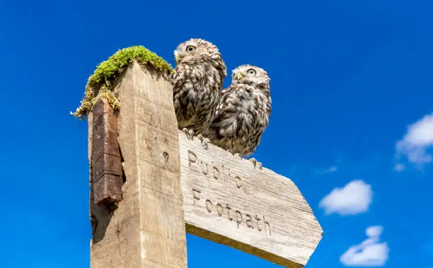 Two Little Owls in natural countryside setting, perched on a Public Footpath signpost which is pointing to the right.  Bright blue sky background. Scientific name: Athene noctua.  Horizontal. Space for copy.