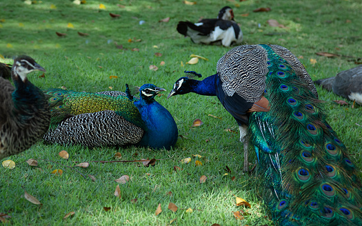 two male peacocks on green grass on a sunny day