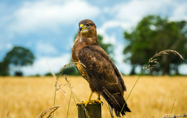 common buzzard ( scientific name: buteo buteo) perched on a fence post in a cornfield in the english countryside.  the buzzard is facing left. blue, cloudy sky, trees and a cornfield in the background. - eurasian buzzard imagens e fotografias de stock