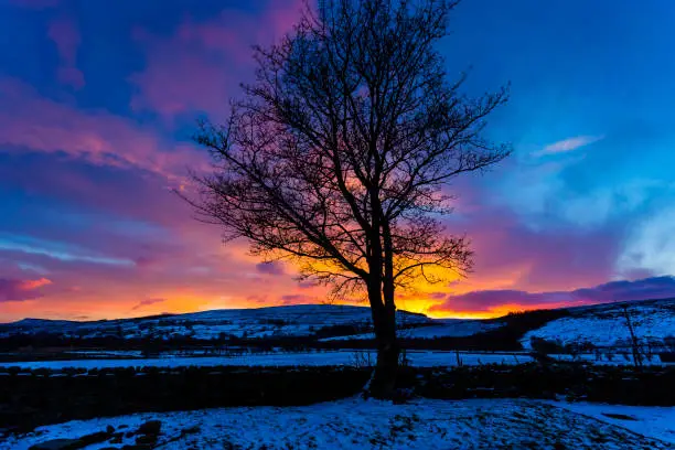 Yorkshire Dales, A winter's dawn.  Stark, leafless sycamore tree silhouetted against a beautiful, colourful sky just as dawn in breaking.  Wensleydale, North Yorkshire, England, UK. Horizontal, Landscape. Space for copy.