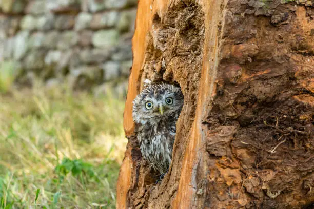 Little Owl, Scientific name: Athene Noctua,  perched inside a tree stump and peeping out.  Little Owl is the species and not the size of the owl.  Natural countryside setting.  Landscape, horizontal.
