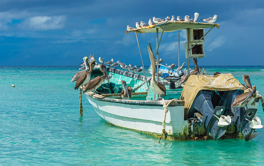 Tobago, Caribbean, West Indies. Small fishing boat at Pigeon Point with outboard motors, adult and juvenile Pelicans and resting seabirds. Blue sky and sea. Landscape. Horizontal.