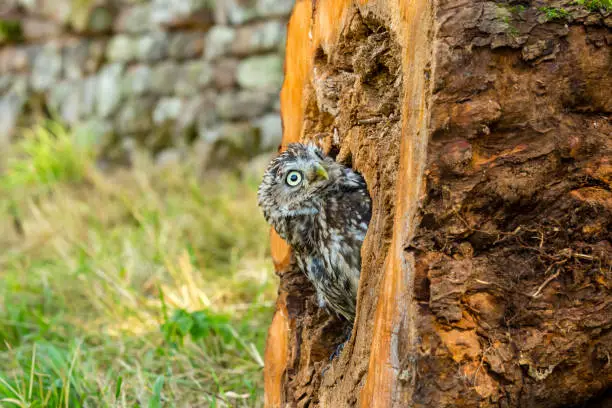 Little Owl, Scientific name: Athene Noctua,  perched inside a tree stump and peeping out.  Little Owl is the species and not the size of the owl.  Natural countryside setting.  Landscape, horizontal.