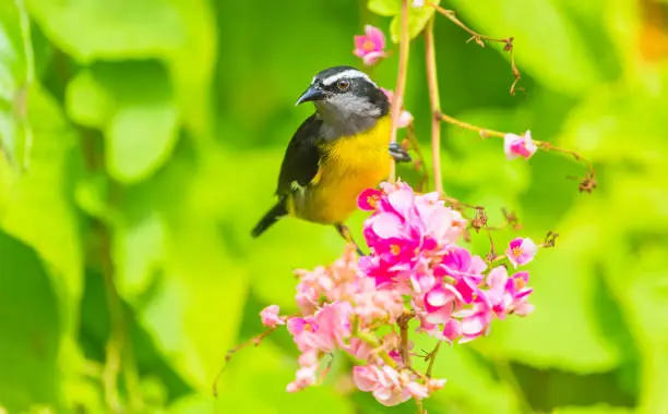 Bananaquit (Scientific name: Coereba flaveola) Small, yellow and black bird on pink flowering shrub in Speyside, Tobago. The Bananaquit is feeding on nectar. Bright, colourful image. Tobago is a small Caribbean island.