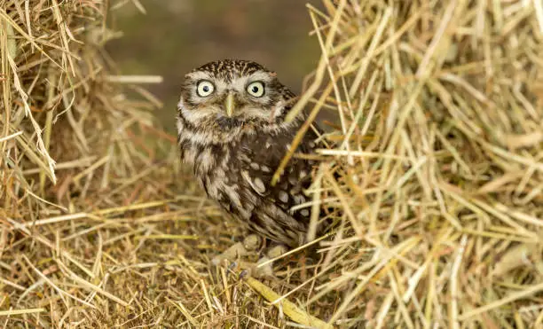 Little Owl, Scientific name: Athene noctua in farmland setting. Perched inside a haystack and peeping out.   Looking forward with large yellow eyes.  Little Owl is the species and not the size. Landscape. Horizontal.  Space for copy.