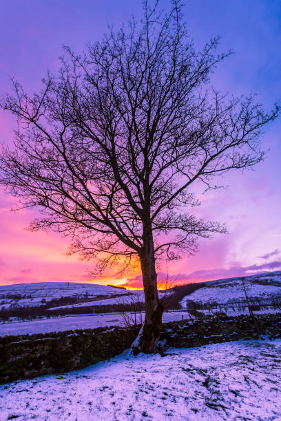 yorkshire dales, l’aube de l’hiver.  stark, arbre en sycomore sans feuilles silhouette contre un beau ciel coloré tout comme l’aube dans la rupture.  wensleydale, north yorkshire, angleterre, royaume-uni. - wensleydale blue photos et images de collection