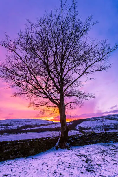 Yorkshire Dales, A winter's dawn.  Stark, leafless sycamore tree silhouetted against a beautiful, colourful sky just as dawn in breaking.  Wensleydale, North Yorkshire, England, UK. Vertical. Space for copy.