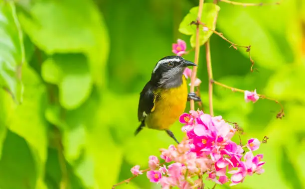 Bananaquit (Scientific name: Coereba flaveola) Small, yellow and black bird on pink flowering shrub in Speyside, Tobago. The Bananaquit is feeding on nectar. Bright, colourful image. Tobago is a small Caribbean island.