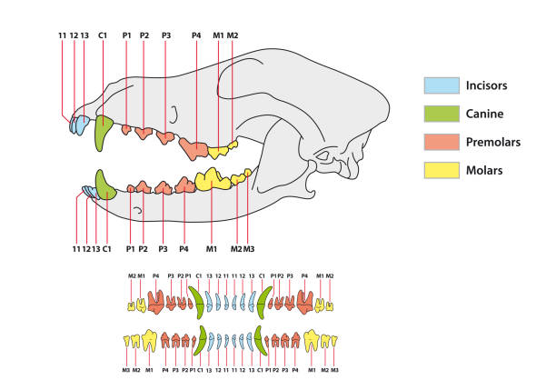 budowa formuły zębów dla psa - animal skull animal bone anatomy animal stock illustrations