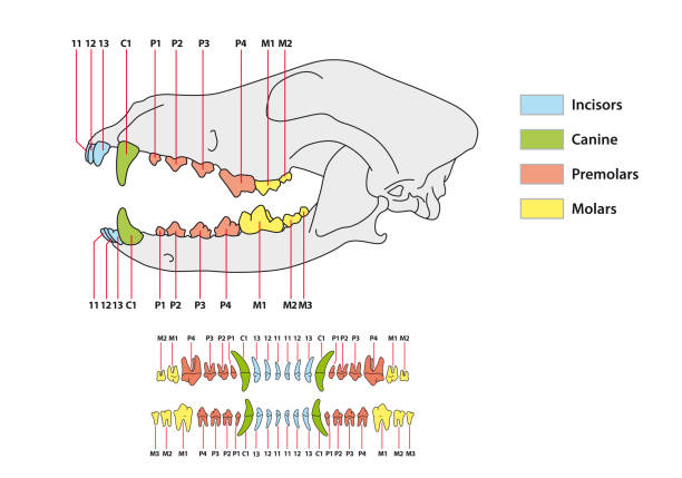 Construction of a dog tooth dental formula Construction of a dog tooth dental formula animal jaw bone stock illustrations