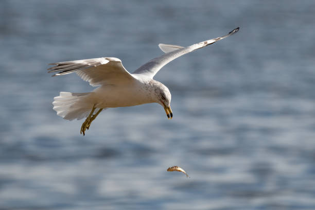Ringbill Gull is dropping fish it just caught. It has been fishing just off shore and having good success, The Ringbill is 17.5 inches in length, has wingspan of 48 inches and weighs 17.6 oz