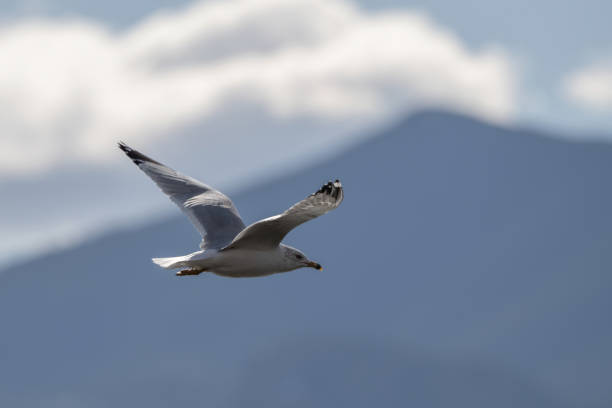 istock Ringbill Gull flying over lake looking for fish with mountain in background 1306345978