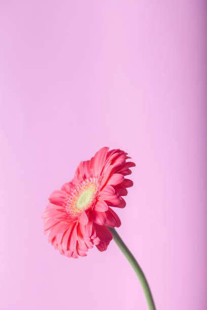 istock Pink gerbera flower in pink background. 1306346175