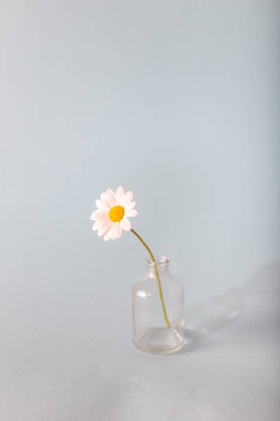 istock A single white daisy in a small glass vase. Patel colors. Backgroun and texture. 1306346199