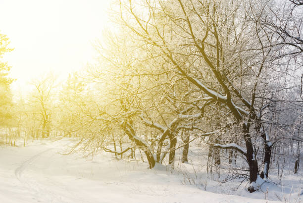istock quiet winter forest in a rays of sun 1306347747