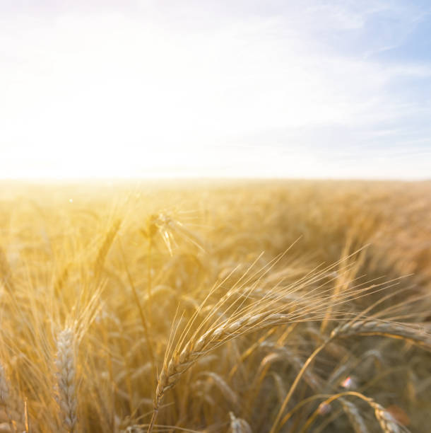 istock closeup wheat field in a rays of sun 1306347757