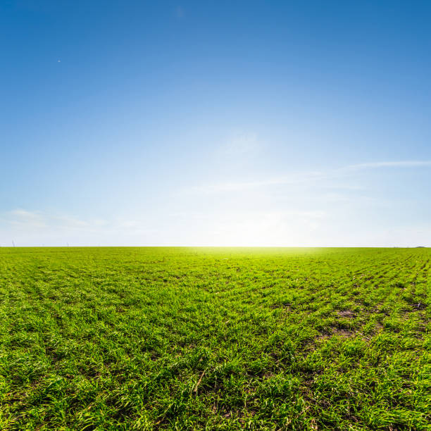 istock spring green rural field at the early morning 1306347833