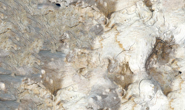istock Structure of a tropical root made from several pictures, photographed in the studio 1306348076