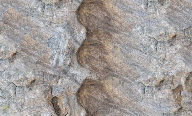 istock Structure of a tropical root made from several pictures, photographed in the studio 1306348082