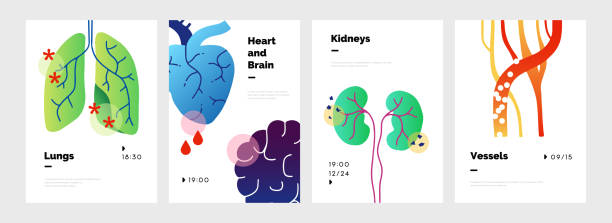 Body organs poster. Doodle banners set with lungs and kidneys, heart or brain. Circulatory system consisting of veins and arteries. Vector presentation mockup for medical conference Body organs poster. Abstract doodle banners set with lungs and kidneys, heart or brain. Circulatory system consisting of veins and arteries. Vector presentation simple mockup for medical conference human kidney stock illustrations