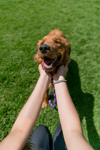 Happy dog being pampered at the park - animal lifestyle concepts