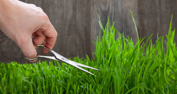 istock Man cuts grass for lawn with scissors, fresh cut lawn 1306351740