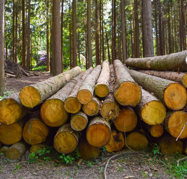 Chopped tree logs stacked in a forest