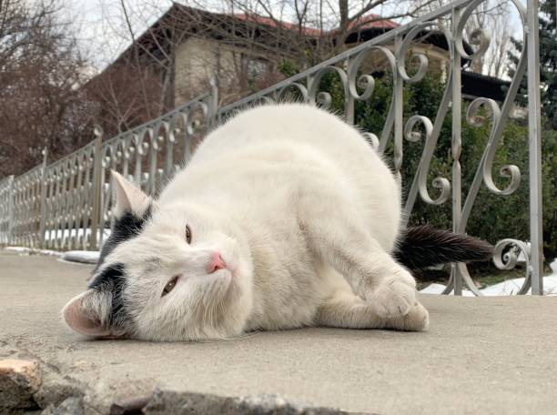 istock Playful white cat with pink nose laying down. 1306353199