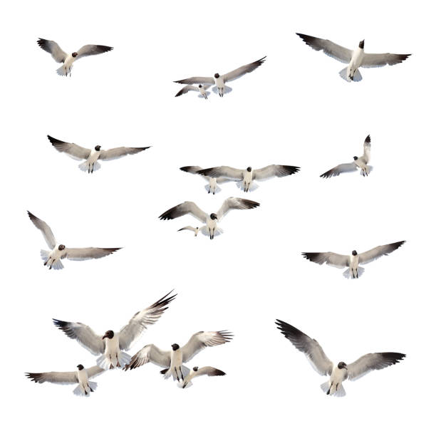large group of flying seagulls over white background
