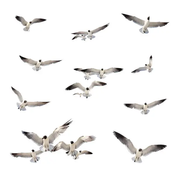 Photo of large group of flying seagulls over white background