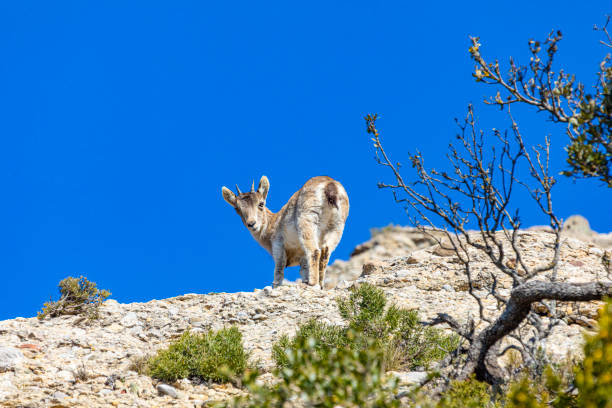 istock Capra pyrenaica hispanica - Montserrat 1306354095