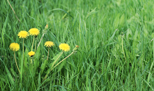 Close-up yellow blooming dandelions in green grass. Horizontal spring background with fresh yellow blowball dandelion flowers. Copy space for text