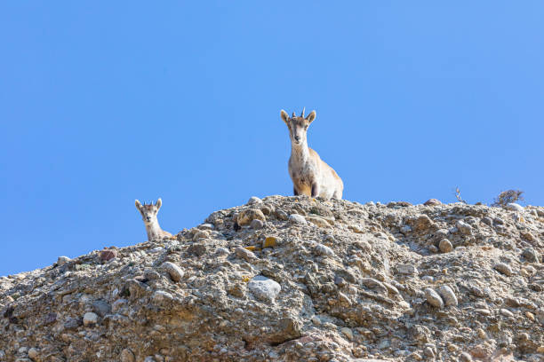 istock Capra pyrenaica hispanica - Montserrat 1306354108