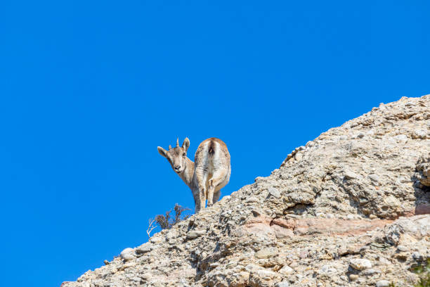 istock Capra pyrenaica hispanica - Montserrat 1306354112