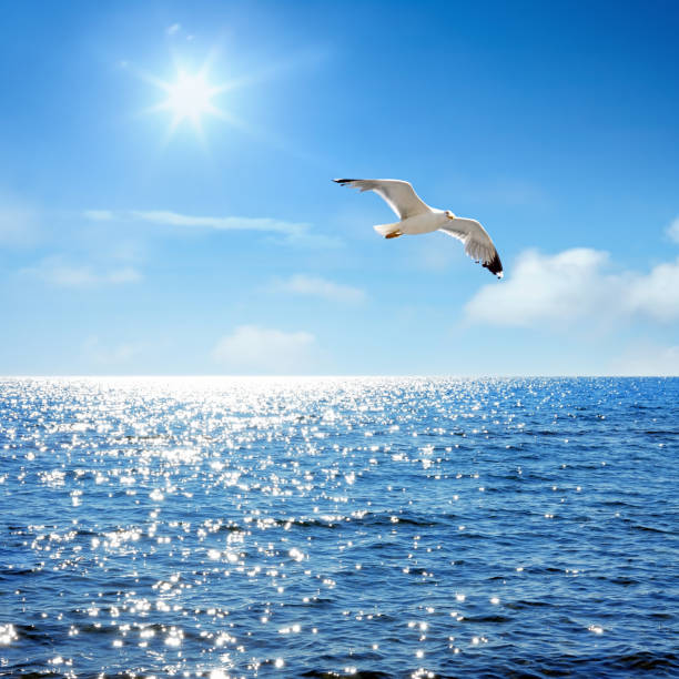 Sunny blue seascape and flying seagull