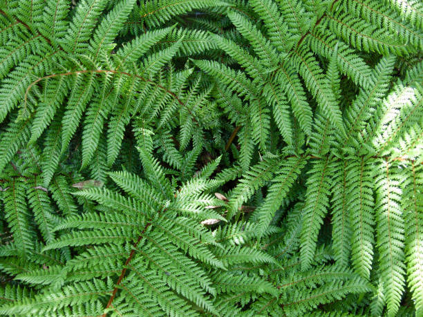 new zealand tree fern, dicksonia squarrosa - fern spiral frond green imagens e fotografias de stock
