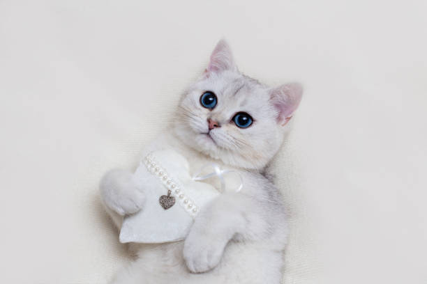 istock Close up cute white British kitten on a white knitted blanket, with a white textile heart, holds in its paws 1306354688