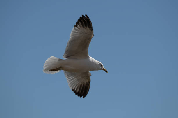 Ringbill Gull is flying circles over lake. It has been fishing just off shore and having good success, The Ringbill is 17.5 inches in length, has wingspan of 48 inches and weighs 17.6 oz