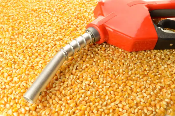 A red gas pump nozzle and handle on a pile of whole kernel corn to represent biofuel concepts.